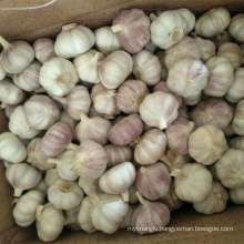 fresh garlic normal white garlic price in china garlic importers